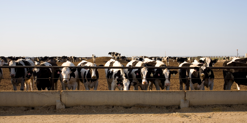 Benefits of Grass Fed Products - grain fed