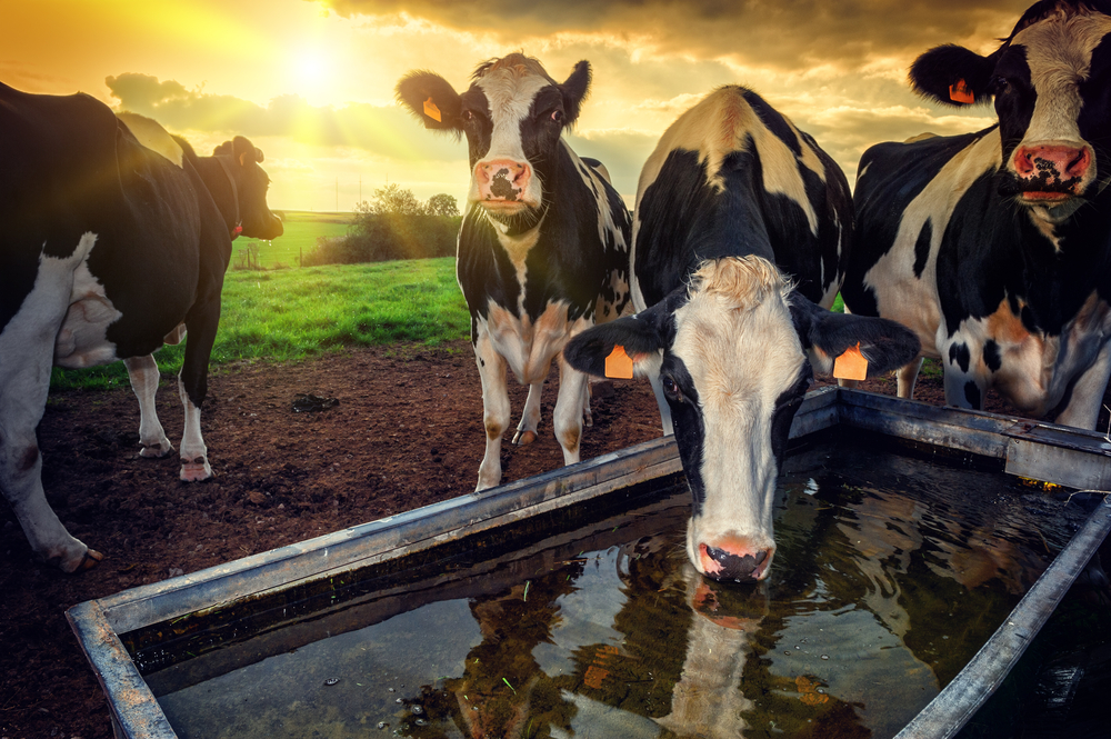 Benefits of Grass Fed Products - grass fed cows