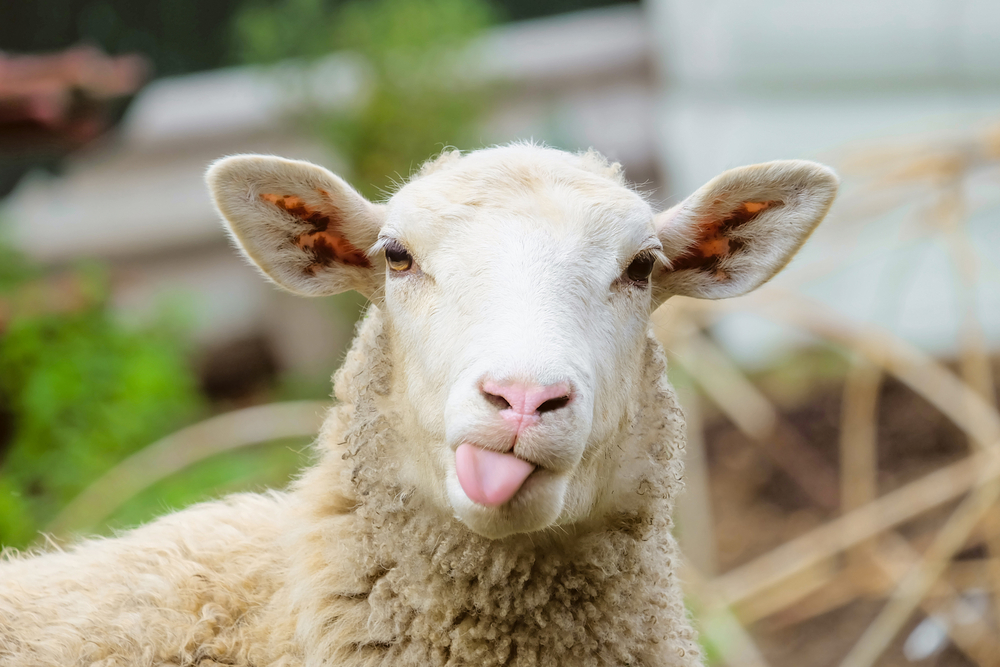 Benefits of Grass Fed Products - sheep too