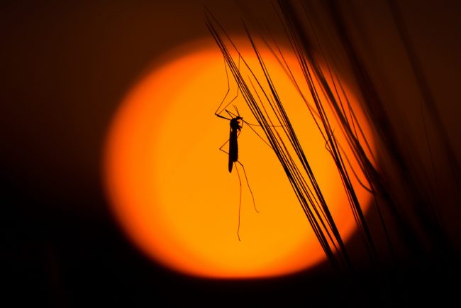 best bug zapper review - mosquito