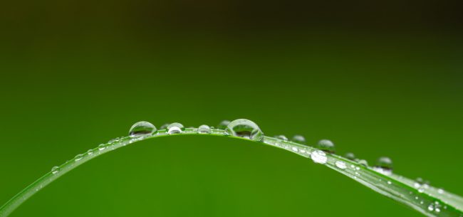 Best Sprinkler Review - grass