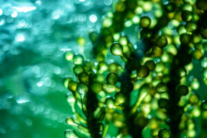 photobioreactor lab algae fuel biofuel industry